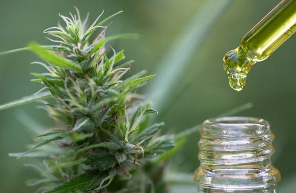 The Importance of Knowing About CBD Education
